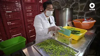 D Todo - Prickly pear cactus and its derivatives 2021