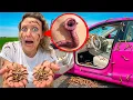 MY TESLA is INFESTED HELP