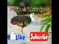 Download Lagu Suara Pikat Ruak Ruak Ampuh dan Terbukti Hasil nya