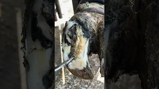 It Had Released All the Way Up