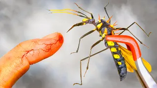 Assassin Hawk Bug BITES Me!