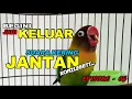 Download Lagu CARA MENGUBAH SUARA LOVEBIRD JANTAN JADI KERING - EPISODE - 05