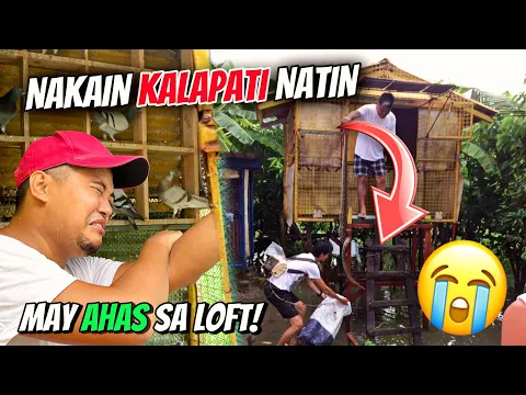 AFTER 4 YEARS NAULIT NA NAMAN ISANG KALAPATI NATIN TINIKMAN