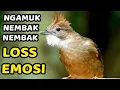 Download Lagu ATEM KAPAS TEMBAK GACOR NGEPLONG BUAT MASTERAN