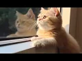 Download Lagu Music Therapy for Cats - Make Your Cat Happy, Relaxation Music \u0026 Rain Sounds, Deep Sleep♬