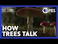 How Trees Talk to Other Trees with the Help of Fungi The Green Planet PBS