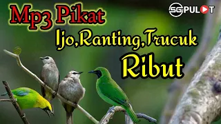 Download Burung Ijo Big Vs Ijo Mini Kombinasi Trucukan,Suara Pikat Paling Di Cari Lur.. MP3