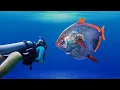 Download Lagu Opah Fish: The Only Truth Warm-Blooded Fish In The Ocean | Flaps Fins To Generate Heat