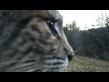 Bobcat Screaming