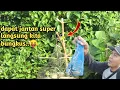 Lagu mikat burung sirtu jantan dapat yang super ganas 😲