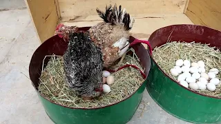 35 فراخ مع دجاجتين حصاد بيض الكتاكيت عملية تكاثر الدجاج تفقيس بيض الدجاجة 