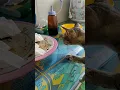 Download Lagu Kelakuan Si Kucing Garong Sikat Makanan Sisa Padahal Sudah Dikasih Makan
