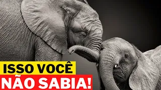 12 CURIOSIDADES SOBRE O ELEFANTE - ANIMAIS SELVAGENS | ÁFRICA SELVAGEM