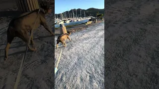 #fyp #dream #youtube #doberman #pets