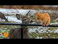 Wild Deer Come To Visit This Cat Every Day Cuddle Buddies