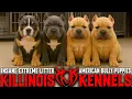 EXTREME AMERICAN BULLY PUPPIES FOR SALE FROM THE WORLD FAMOUS KILLINOIS KENNELS