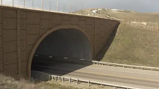 WYDOT teams up with Game and Fish to construct wildlife crossings