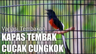 variasi tembakan murai batu gacor full isian kapas tembak dan cucak cungkok white rumped shama