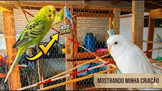Mostrando Minha Criação de Periquitos Australianos
