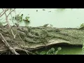 Baby Alligators Lake Martin Louisiana