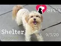 SF SPCA Shelter Snapshot Ep 1