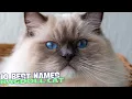 10 Best Names for Ragdoll Cats