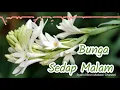 Download Lagu Lagu Kenangan: \
