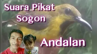 Download Suara Pikat Sogon Andalan Dara Family Channel MP3