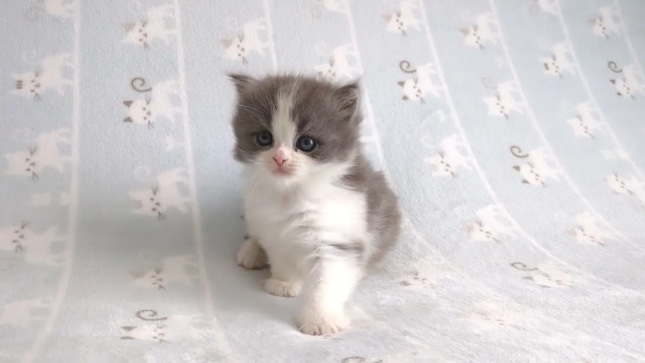 動画