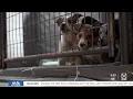 Who let the dogs out TRACS adopts out over 1000 dogs in 2025