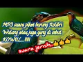 Download Lagu MP3 suara pikat Kolibri Wulung@jahid channel