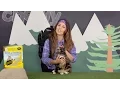 Dr Elsey s Cat Litter Chewy