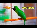 Download Lagu AUTO EMOSI ! PANCINGAN CUCAK HIJAU GACOR NGENTROK BONGKAR ISIAN !!!