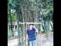Download Lagu Adakah Ini Mimpi by Reedzwann