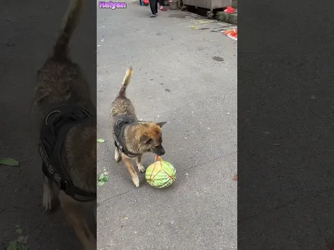 The highly intelligent dog figured out a way to carry the watermelon home🤠