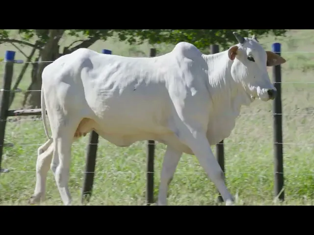 Matriz Nelore RDM - A9261