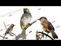 Download Lagu Suara pikat burung rengganis ribut