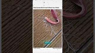 با کرم روبانی آشنا شوید   شکارچی روبانی شکل اقیانوس  کرم روبانی  نمرتیا  کرم اقیانوسی دندنها