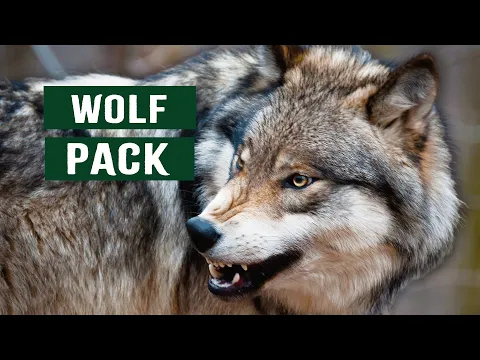 Download MP3 The Predatory Wolf Pack Of Yellowstone National Park | White Wolf Documentary