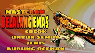 masteran belalang emas cocok untuk semua jenis burung ocehan