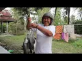Download Lagu Panen Raya!!!panen Monsternya kakap putih//Gulai Pathak kakap