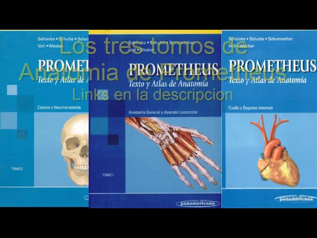 Download MP3 Descargar libros de texto y atlas de anatomia de Prometheus en PDF