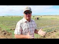 Three Nunns Farms Ready for Strawberry U-Pick