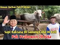 Download Lagu SAPI RAKSASA GUNUNGKIDUL DI BELI PAK PRABOWO UNTUK QURBAN DI JALUR PARIWISATA TEMBUS TOL JOGJA SOLO