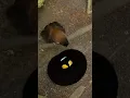 Download Lagu Beautiful Western Parotia Dance like a Ballerina : Bird of Paradise @bdwildbird