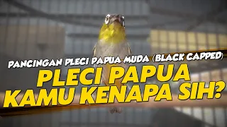 Download SUARA BURUNG PLECI BLACK CAPPED MP3