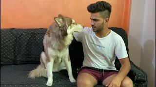 قصة هاتشيكو اشهر كلب في مصر 🐕