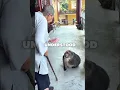 Lagu This Monkey Completely Snapped But... #wholesome