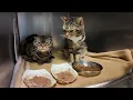 1000pm Straight PKG Dozens of pets recovered from hoarder Franklin Township NJ August 22 2025
