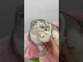 Download Lagu Spa day💅 #cat #cats